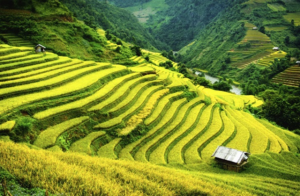 Mù Cang Chải Tháng 9 | Biển Vàng Đã Chín Rộ, Xách Balo Lên Ngay Kẻo Lỡ